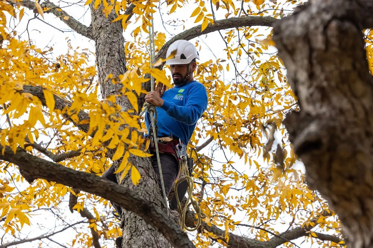 Skilled Tree Planing crew working in Nucla